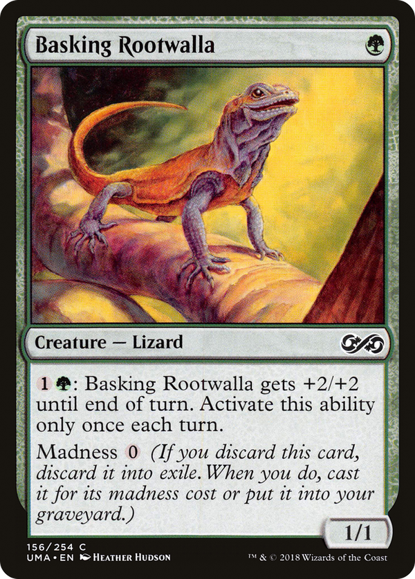 Basking Rootwalla (uma)