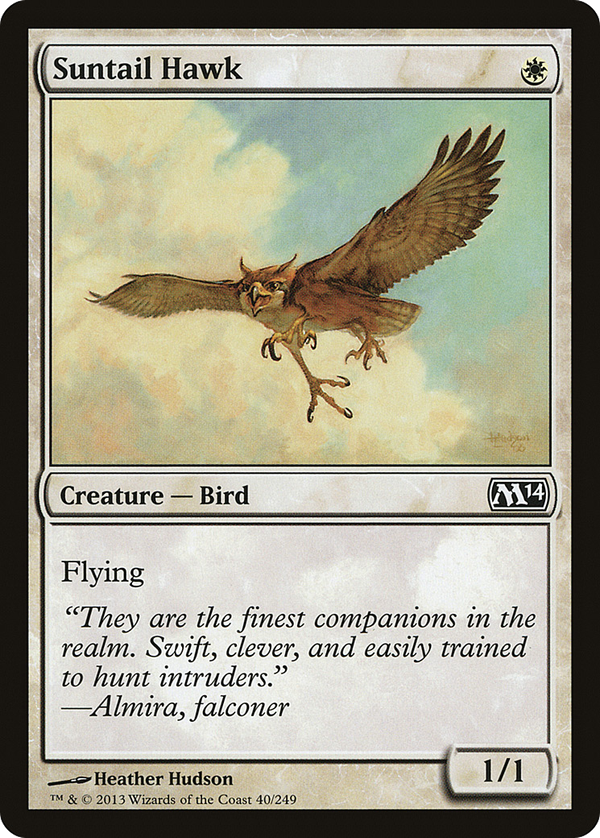 Suntail Hawk (m14)