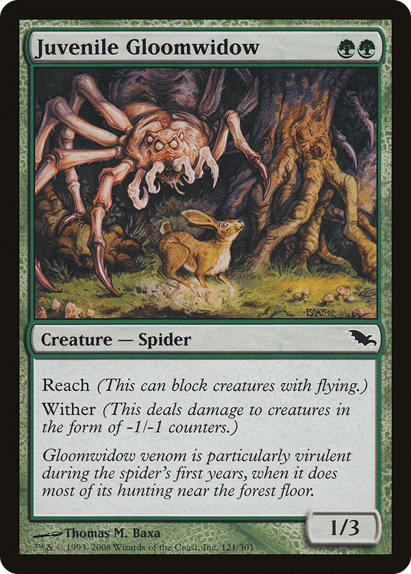 Juvenile Gloomwidow (shm)
